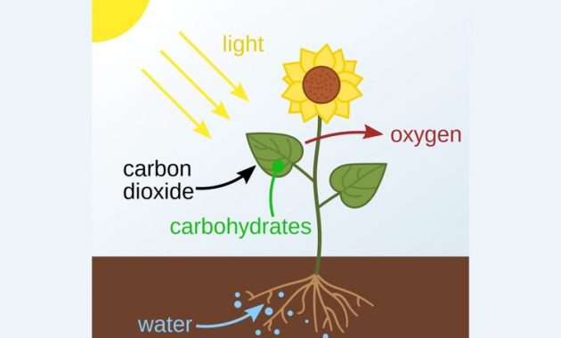 Tumbuhan Mendapatkan Karbondioksida untuk Proses Fotosintesis